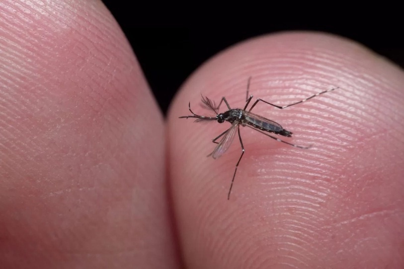 Profissionais de saúde alertam para ressurgimento do tipo 3 da dengue