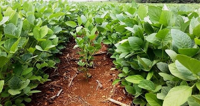 Área de soja em Mato Grosso reduz em 100 mil hectares, conforme nova projeção do Imea