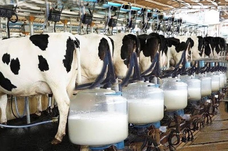 Preço do leite pago ao produtor em MT volta à normalidade após recordes em 2022