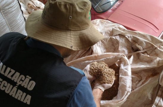 Fiscalização apreende 78 toneladas de sementes piratas em quatro cidades produtoras de Mato Grosso