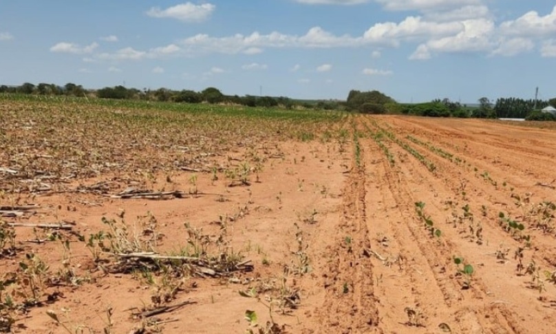 Clima: Imea alerta para a situação crítica das lavouras de soja em Mato Grosso