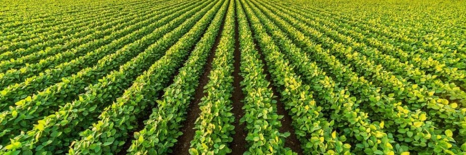 Prazo para plantar soja é adiado em MT