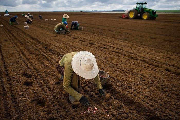 Com quase 11 mil postos de trabalho, agropecuária é o segundo setor que mais emprega em Mato Grosso