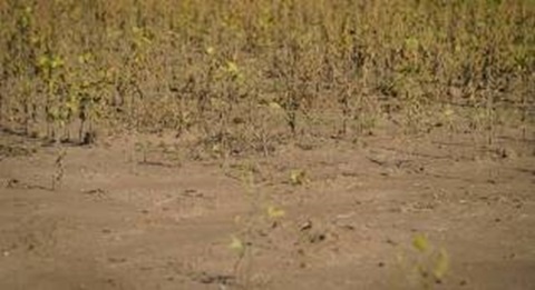 Quebra da safra de soja em Mato Grosso poderá ser a maior da história