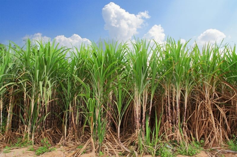 MT bate recorde na produção de açúcar e tem maior índice de rendimento industrial na produção de etanol