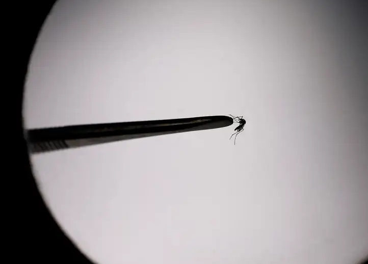 Brasil bate recorde de mortes por dengue em 2023