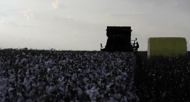 Perdas no plantio com estiagem e pouca chuva levam produtores de soja em MT a investir no algodão