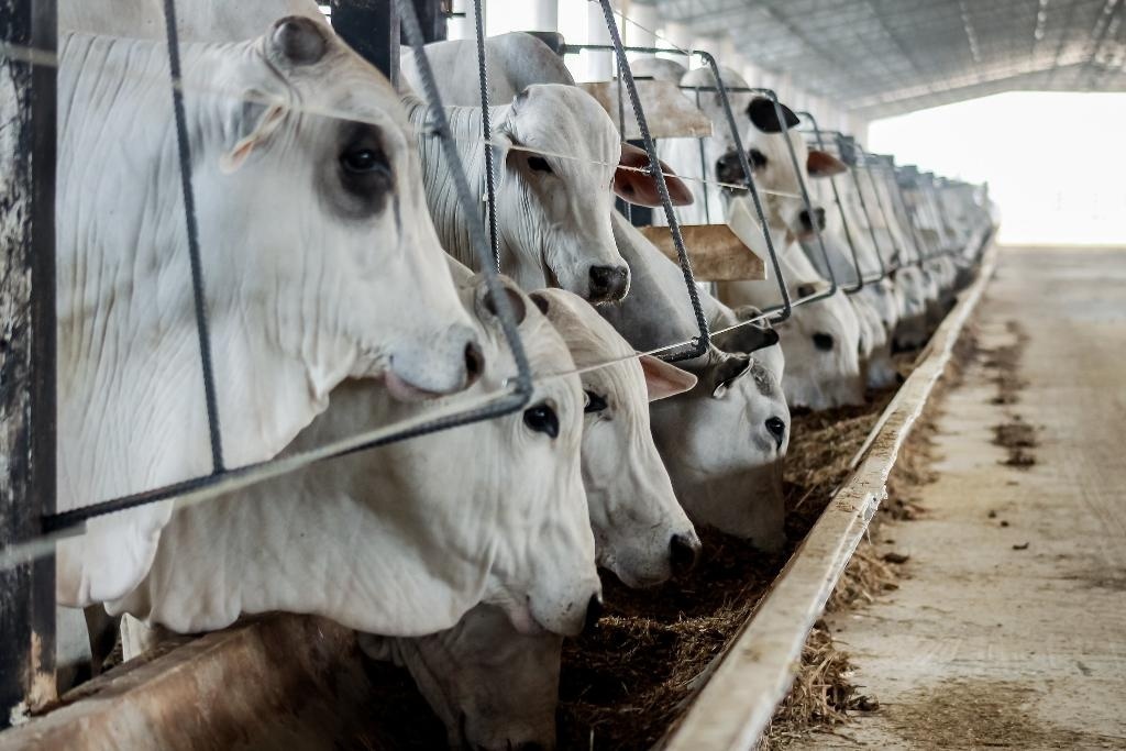 Líder nacional na pecuária, Mato Grosso teve aumento de 14,4% no abate de bovinos em 2023