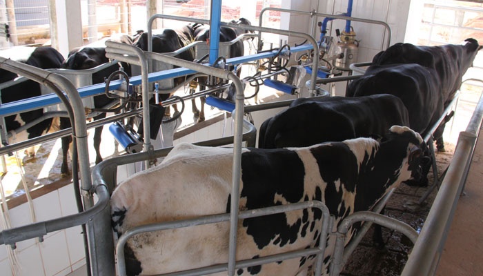 Valor Bruto da Produção de leite em Mato Grosso será menor e estimado em R$ 780 milhões
