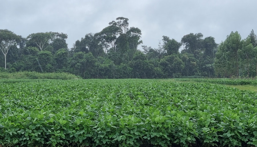 Painel irá abordar o impacto do clima na safra 2023/2024 em Mato Grosso