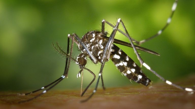 Casos prováveis de dengue se aproximam de 400 mil no país em 2024
