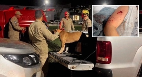 Bombeiros socorrem menino atacado por cão Pitbull