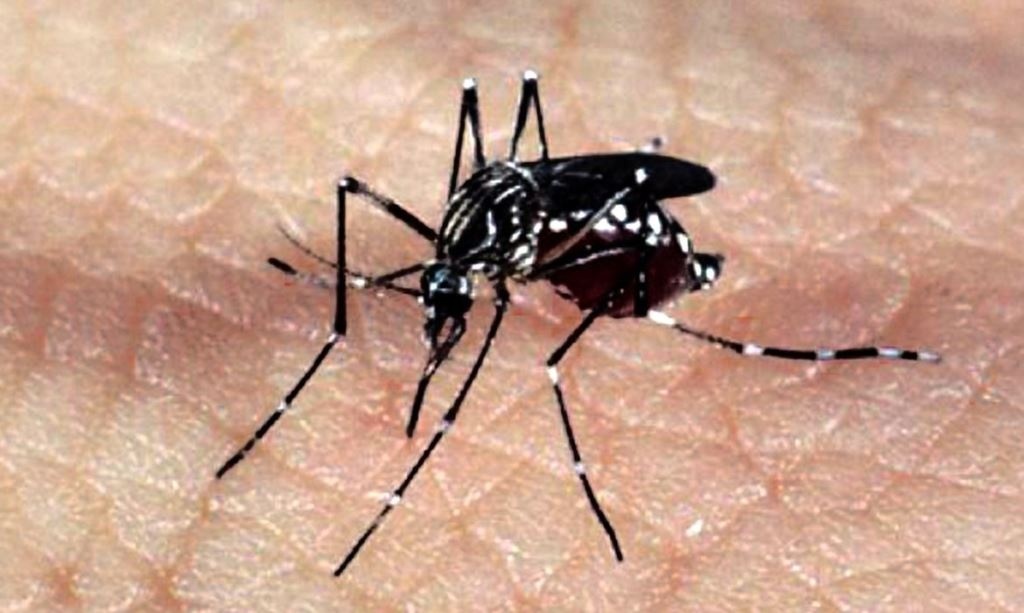 Dengue avança em MT e registros dobram em 11 dias; são mais de 4 mil casos