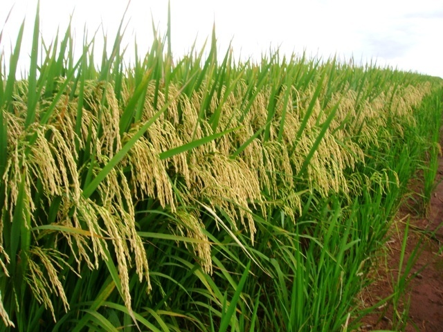 Produção de arroz em Mato Grosso registra crescimento de 20,9% e de feijão tem redução de 3,1%