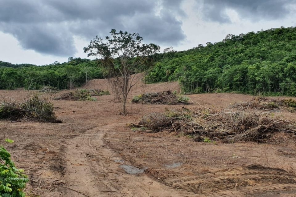 Governo federal subsidiou seguro rural em áreas embargadas por desmatamento em Mato Grosso
