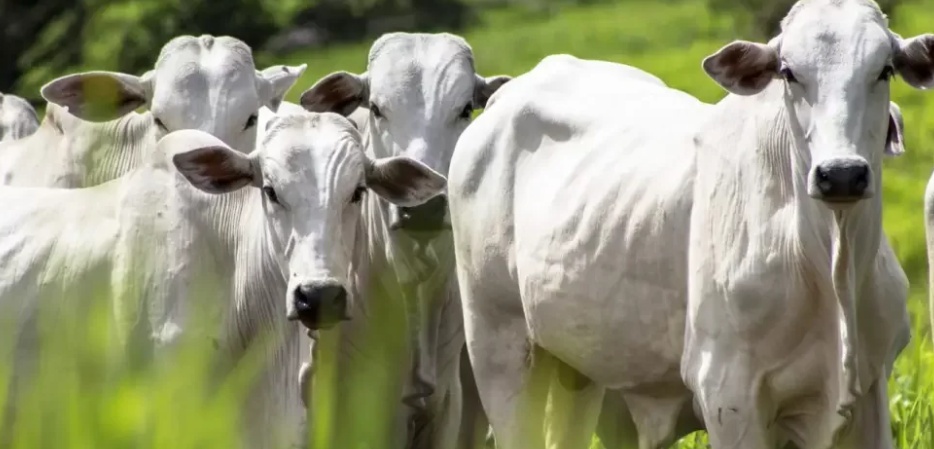 Pecuaristas citam dificuldades de logística e pedem redução do ICMS do gado para incentivar setor