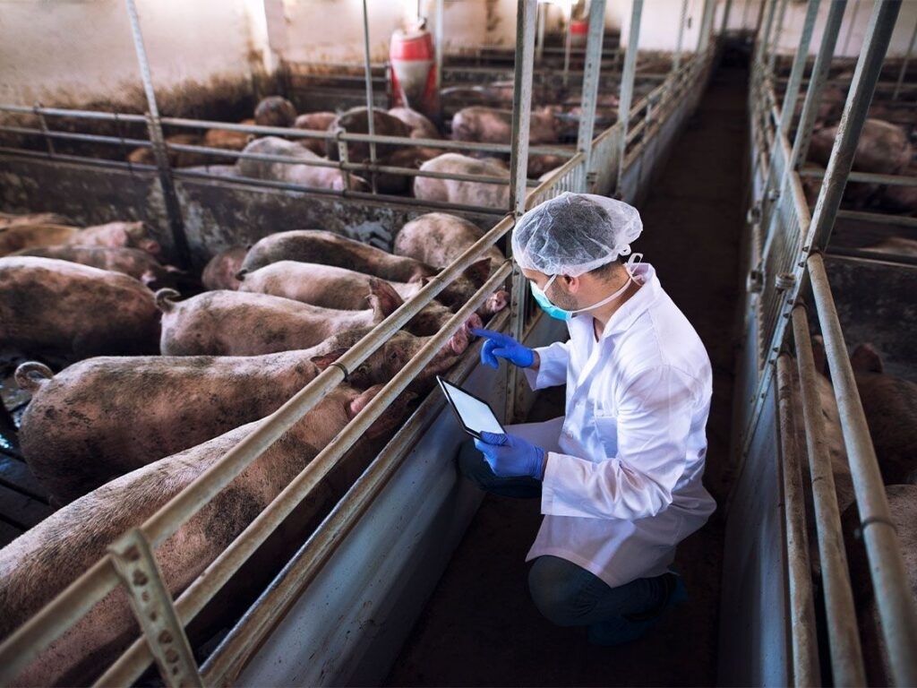Exportações de aves e suínos de Mato Grosso crescem e geram receita de 286,3 milhões de dólares