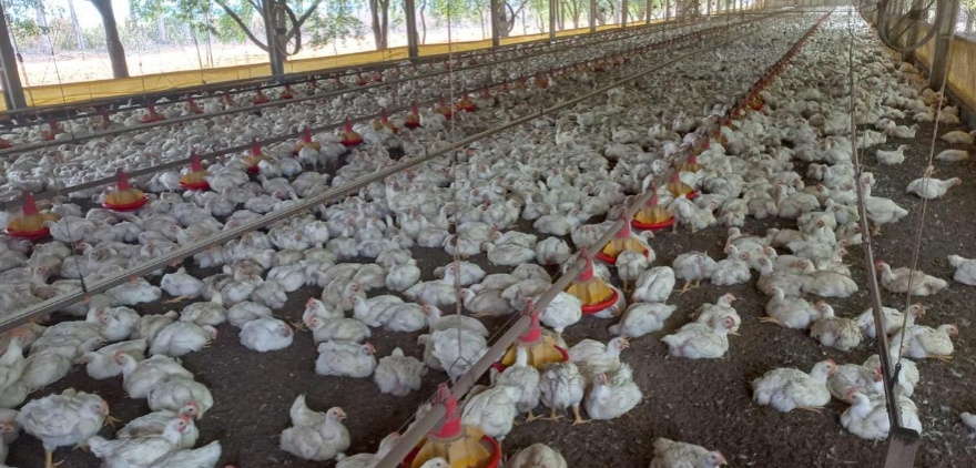 Mais de 790 milhões de animais foram movimentados em 2023 no Estado