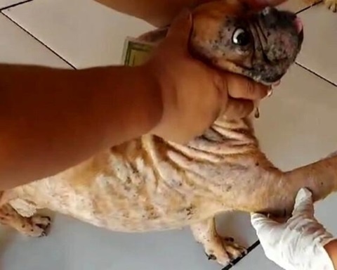 Cachorro morre em decorrência de maus-tratos e dona é presa em flagrante
