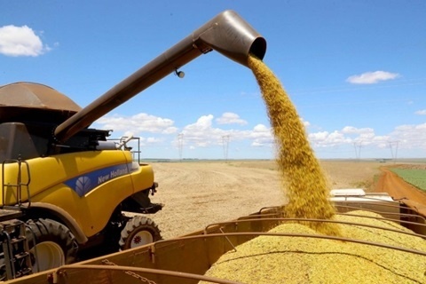 Soja 2023/24 em Mato Grosso tem os piores índices em 10 anos
