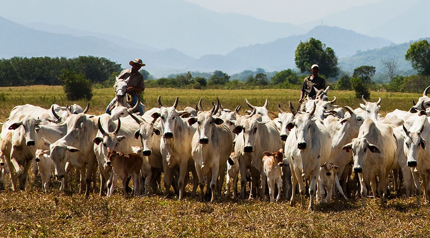Com maior rebanho bovino do país, Mato Grosso sediará Congresso Mundial da Carne