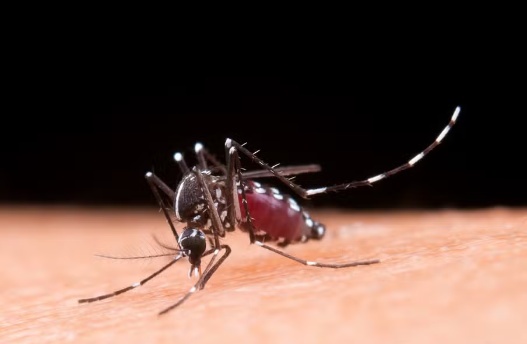 MT registra primeira morte por chikungunya neste ano