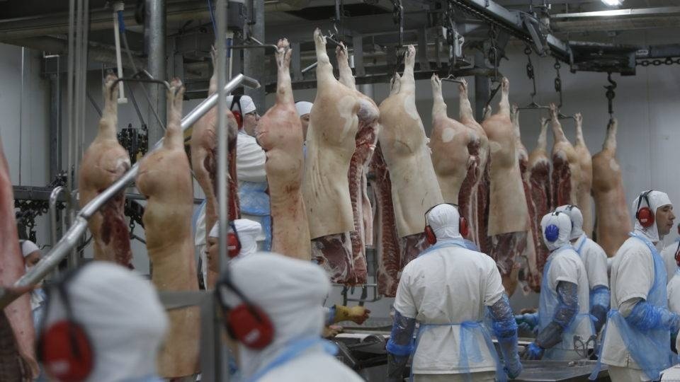 Exportações de carne suína aumentam 24,4% e MT é o quarto maior em embarques