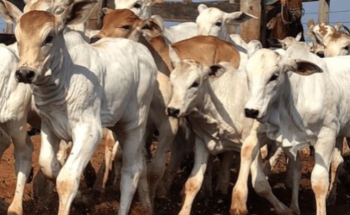 Aumento no abate de fêmeas em Mato Grosso pode impactar a oferta de bezerros