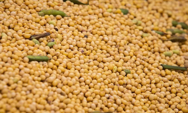 STF determina que Monsanto/Bayer restitua mais de R$ 10 bilhões aos produtores de MT