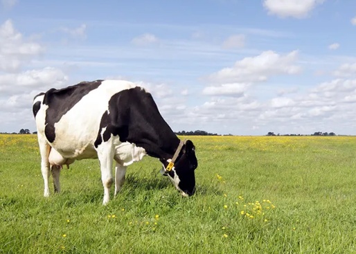 Vaca geneticamente modificada produz proteínas da insulina humana em seu leite