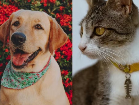 Lei que proíbe remédios para evitar que cadelas e gatas entrem no cio é aprovada em MT