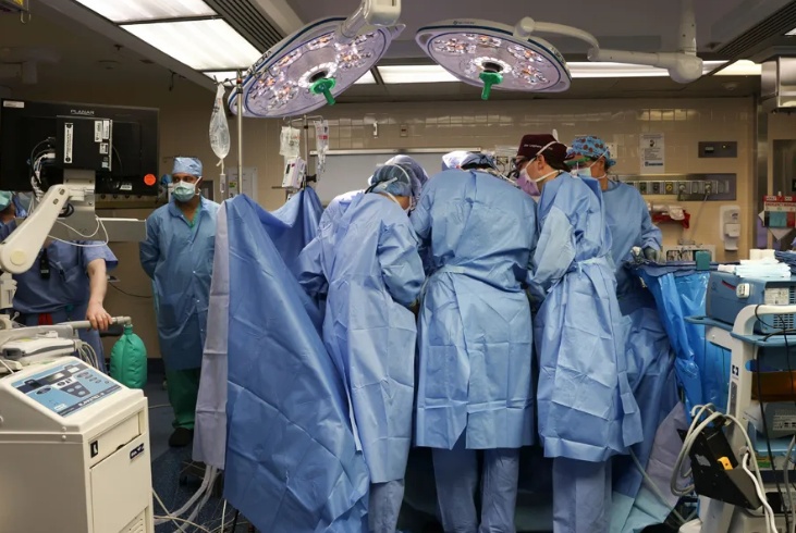 Pela primeira vez, cirurgiões transplantam rim de porco em um humano