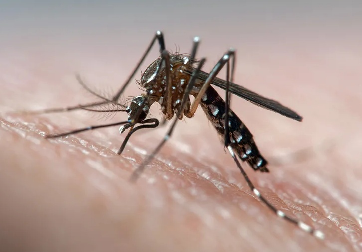 Cientistas brasileiros testam novo antiviral contra a dengue em parceria com Universidade Stanford