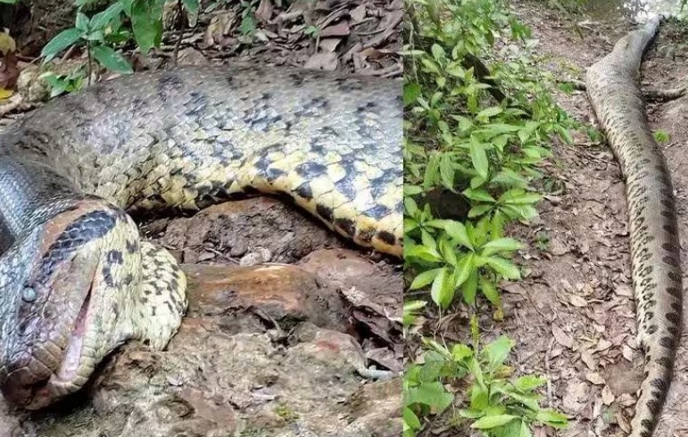 Sucuri ícone de Bonito é encontrada morta; animal teria sido abatido a tiros