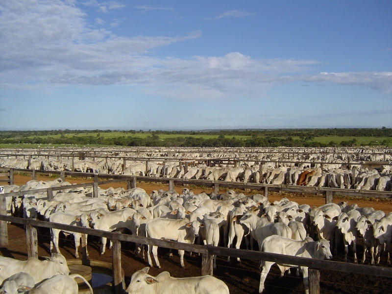 Ministério da Agricultura declara MT livre de aftosa sem necessidade de vacinação