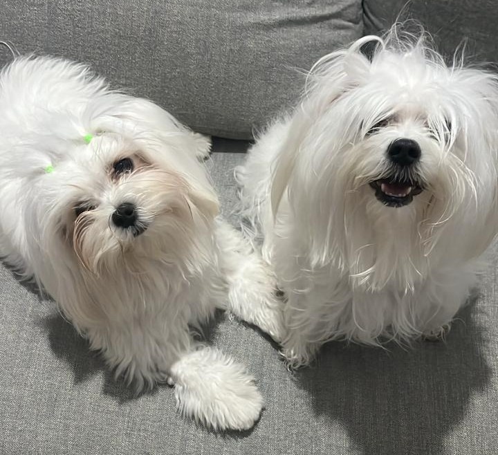 Cadelas levadas para banho morrem após serem esquecidas em carro de pet shop