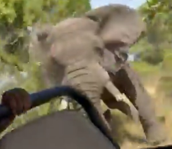 Elefante persegue jipe, mata turista e fere outros 5 em safári na África