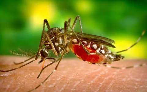 Número de mortes por dengue em MT dobram em um mês; veja cidades afetadas