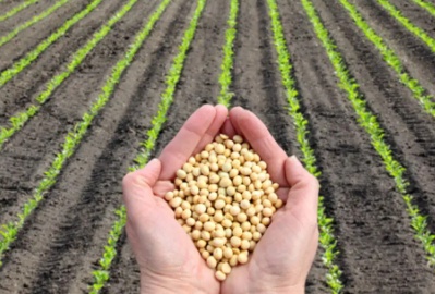 Com baixa colheita, 87% dos produtores de soja em MT saem no prejuízo