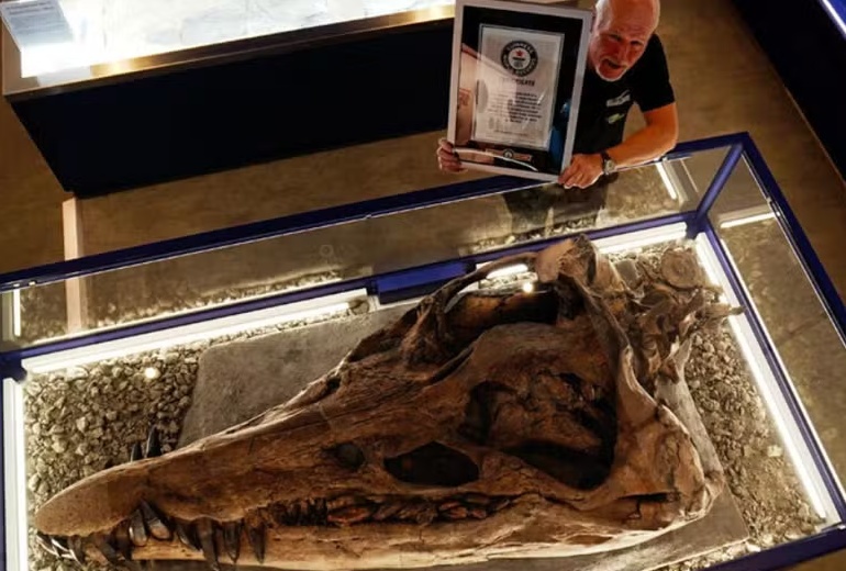 Crânio de monstro marinho de 150 milhões de anos quebra recorde no Guinness