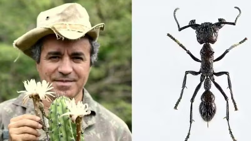 'Parece um tiro': biólogo relata 12 horas de dor intensa após picada de formiga-bala