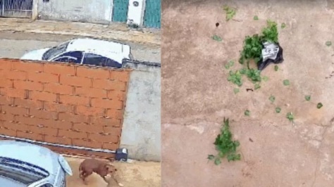 Entregador joga encomenda por cima do muro e pacote é destruído por cachorro