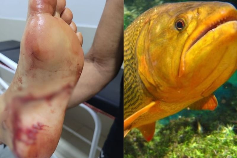 Alimentar peixes pode ter contribuído para ataque de peixe dourado a turista em Bonito