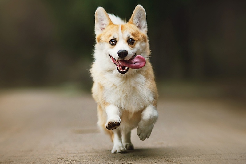 Por que cães menores vivem mais que os maiores? A ciência explica