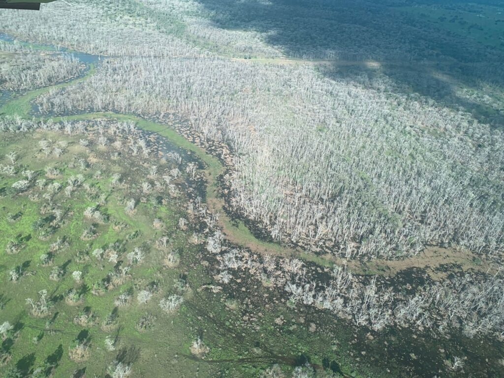 Pecuarista que gastou R$ 25 milhões em desmate químico fica em silêncio