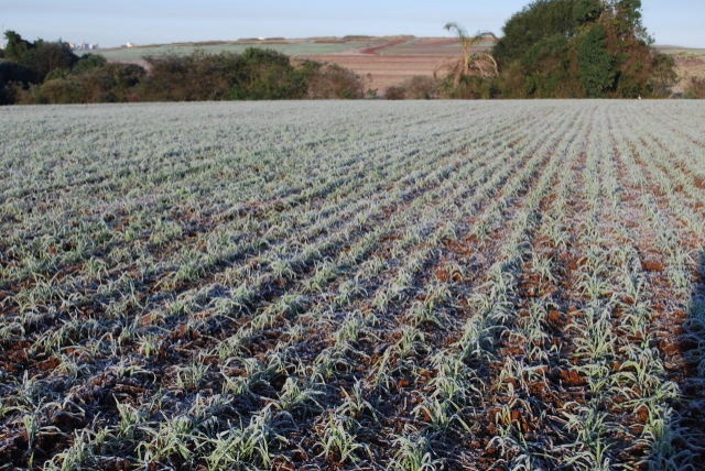 Chegada de La Niña pode causar sérios impactos na produção agrícola nacional