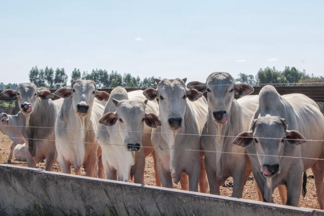 Mato Grosso atinge recorde histórico no volume de abate bovinos no 1º trimestre, segundo o Imea
