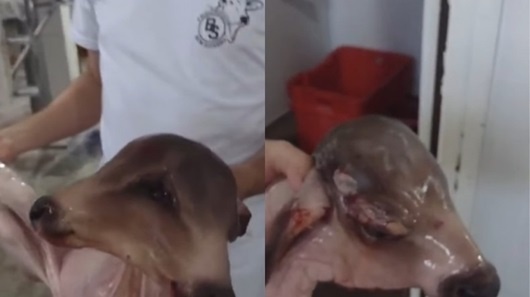 Bezerro com duas cabeças é encontrado dentro de vaca abatida