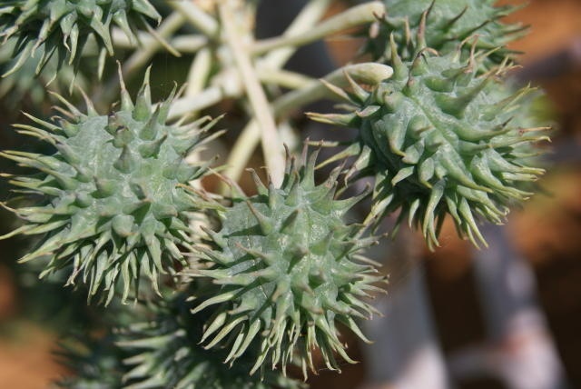 Produtores de MT cultivam culturas alternativas para driblar queda no preço do milho