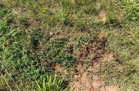 Vaqueiro morre após sofrer ataque de onça em fazenda de MT